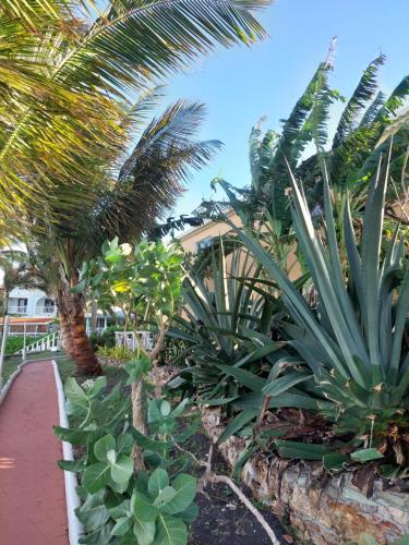 a garden with palm trees and a red sidewalk at Northshore Seaside Suites in Saint Johnʼs