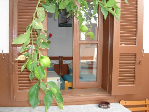 a green plant is growing in front of a window at Villa Elena in Líndos
