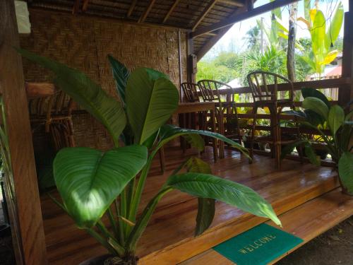 a plant sitting on a wooden table with chairs at Ziah's Guest House in San Vicente