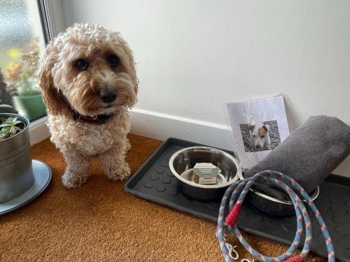 a dog sitting on the floor next to a telephone at 1 Woodlands in Llandysul