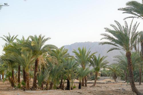 a group of palm trees in the desert at Palm Valley camp in Nuweiba‘ el Muzeinah