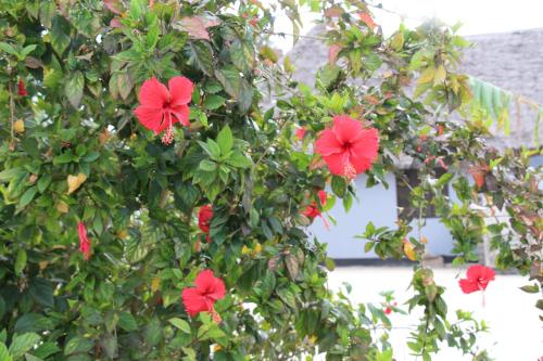 a group of red flowers on a tree at Mapeni Lodge in Kidenge