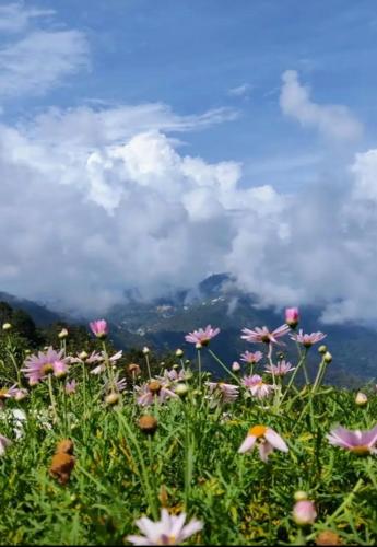 a field of flowers on top of a mountain at Hotel Bhajan Palace in Barkot
