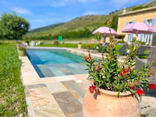 a plant in a pot next to a swimming pool at Mas provençal avec piscine in Tourrettes-sur-Loup