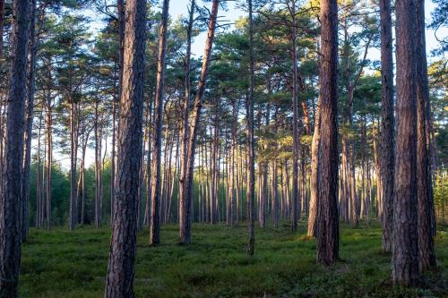 um bosque de pinheiros num campo em Rooslepa seaside getaway em Rooslepa