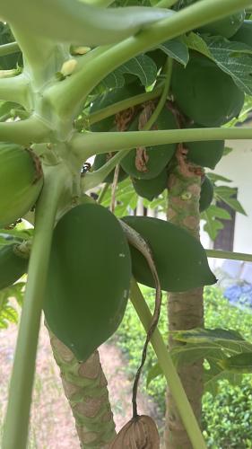 a bunch of green peppers hanging from a plant at IL Padrino hotel in Pushkar