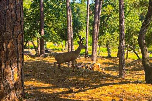a deer walking through a forest of trees at Big Creek Hideaway in Groveland