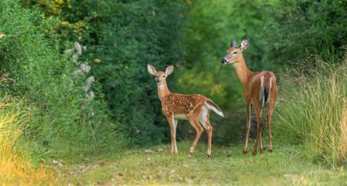 a couple of deer standing in a field at Farm Country House with Pool and Huge Property in Blakeslee