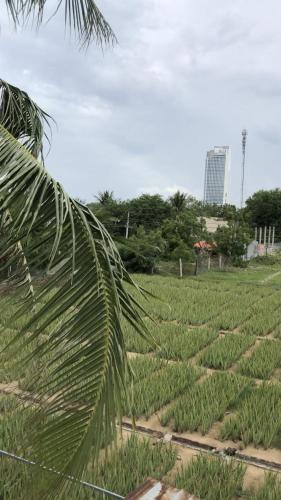 a palm tree in a field of crops at sau khách sạn phong lan in Phan Rang
