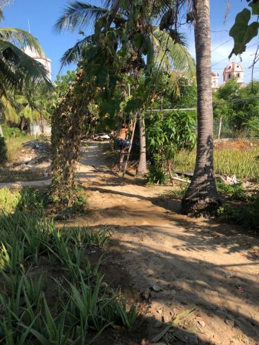 a dirt path with palm trees on a beach at sau khách sạn phong lan in Phan Rang