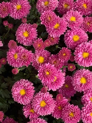 a bunch of pink flowers are clustered together at Pannonhalma Várlak Vendégház in Pannonhalma
