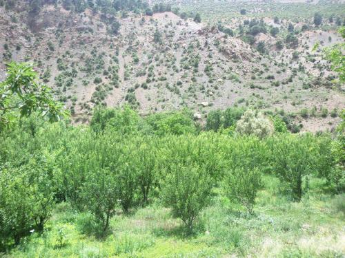 a field of trees with a mountain in the background at Guest House Imdoukal in Aït Tamellil