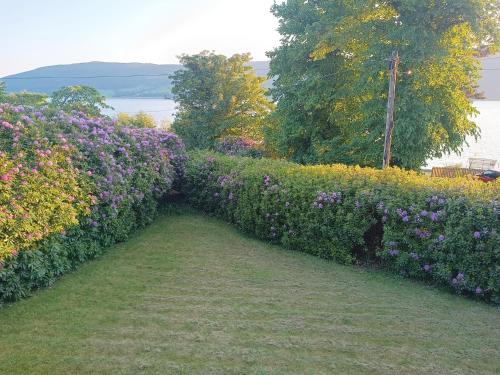 a hedge with purple flowers in a garden at Peaceful and Stunning Waterside Location in Helensburgh