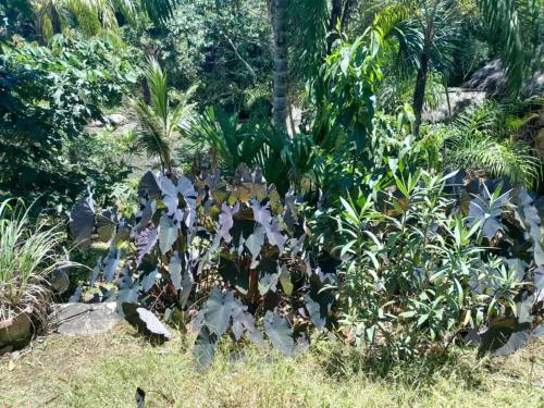 a garden with a lot of plants and trees at Cabanas Armonia in Cotundo