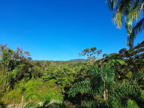 a view of the jungle from the trail at Cabanas Armonia in Cotundo