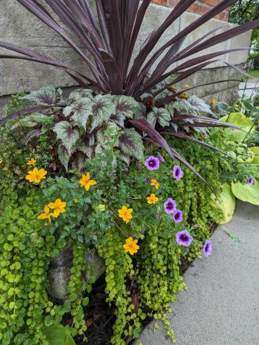 a pineapple plant with flowers in a garden at The Vistula Rose B & B in Toledo