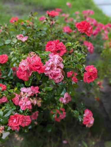 a bunch of red and pink flowers in a bush at The Vistula Rose B & B in Toledo