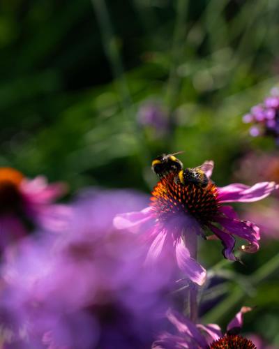 two bees on top of a purple flower at Gileston Manor-Self catering in Saint Athans
