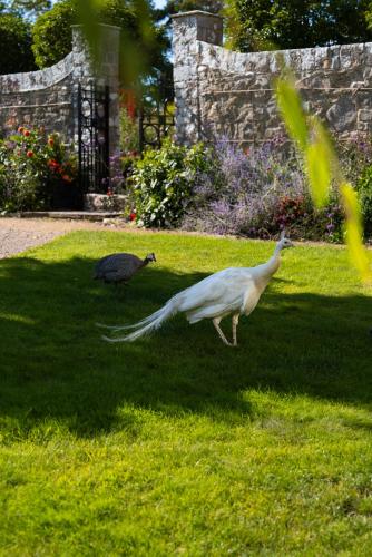a bird and a goose walking in the grass at Gileston Manor Luxury B&B in Barry