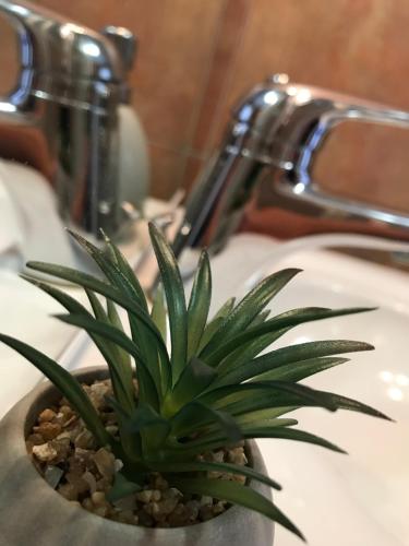 a plant in a pot sitting in a bathroom sink at Morning coffee w a view :) in Podčetrtek