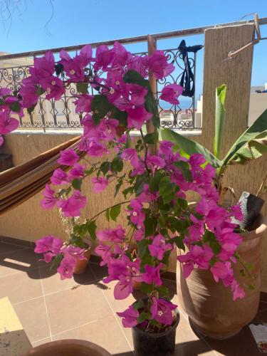 Un balcón o terraza de Fleur de cactus, Guesthouse, Tamraght