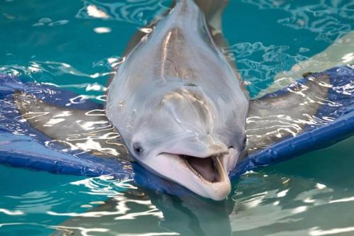 a shark with its mouth open in the water at 5 min Beaches~Mini Golf~Pool Table~Pets~KING BED + in Largo