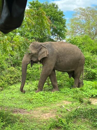 Animales en el hostal o pensión o alrededores