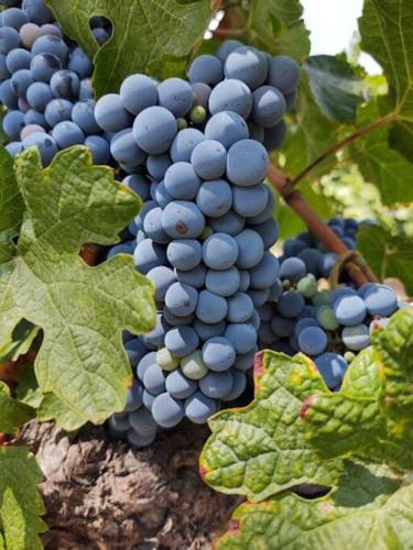 a bunch of blue grapes on a vine at Vineyard Chic Oasis: Modern Elegance near Temecula Wineries in Temecula