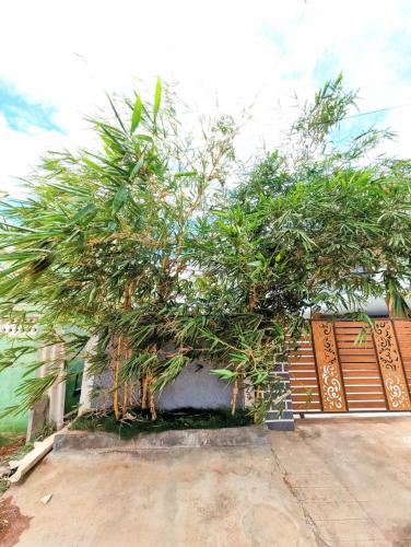 a group of trees on the side of a building at Coimbatore Premium Private Villa a FAMILY RESORT kids, celebration hall in Coimbatore