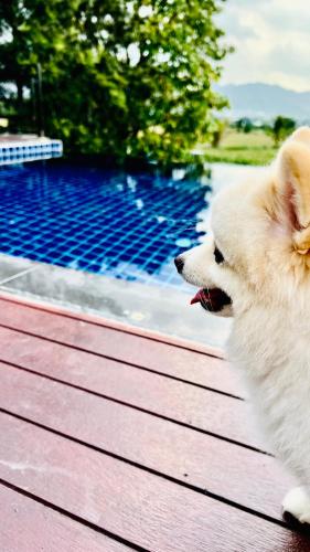 Gallery image of Do2poolvilla Khaoyai in Muaklek