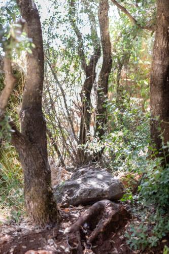 a rock in the middle of a forest at בית האלה Home of Ela in Abirim
