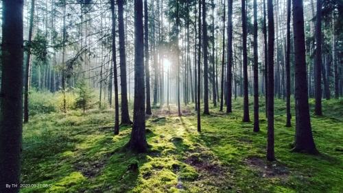 a forest with the sun shining through the trees at Chata Mareček - v lesní osadě u řeky Lužnice in Skalice