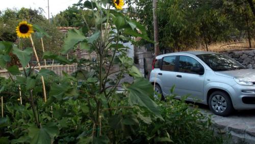 a white car parked next to a sunflower at Petrini Krini Luxury Appartments in Ypsilométopon