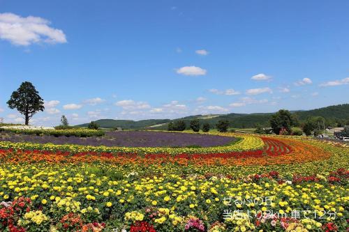 a large field of flowers in a field at カフェロッジ Touch Wood in Biei