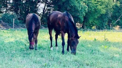two horses grazing in a field of grass at Maison de campagne Rennes Parc Expo in Mordelles