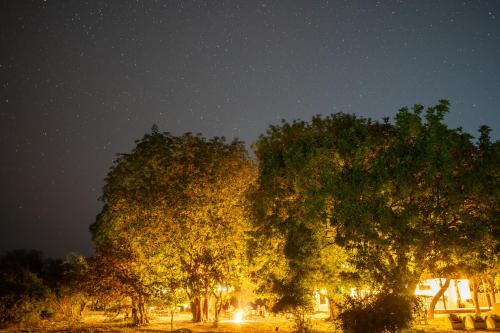 a group of trees in a field at night at Msandile River Lodge in Kakumbi