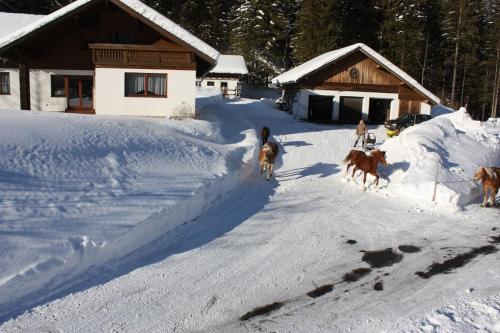 a group of dogs running in the snow in front of a house at Ferienwohnung Ingrid in Radmer an der Hasel