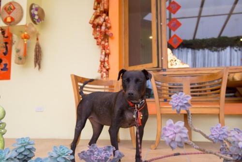 a black dog standing in front of a chair at XinFu Traveler Inn in Taiping