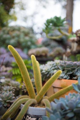 a group of succulent plants in a garden at XinFu Traveler Inn in Taiping