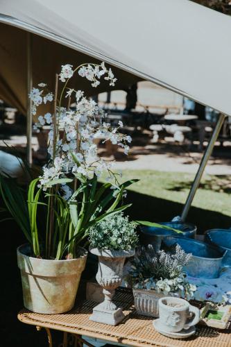 a table topped with potted plants on a table at Siesta Guesthouse & Wedding Venue - Frankfort in Frankfort
