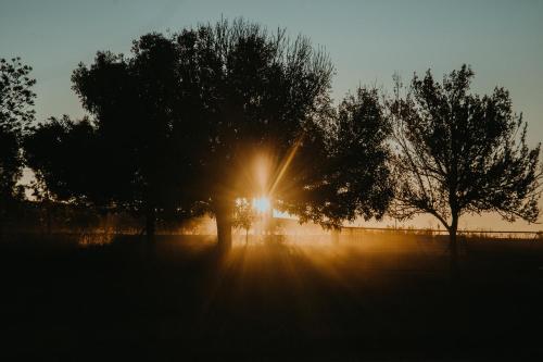 a tree with the sun shining between two trees at Siesta Guesthouse & Wedding Venue - Frankfort in Frankfort