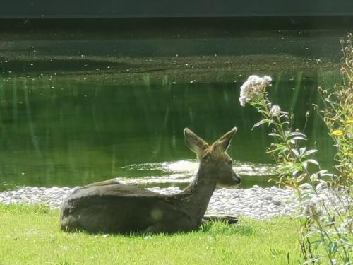 a deer laying in the grass next to a body of water at ScraB&Ble Ecologische gastenkamers in Bornem