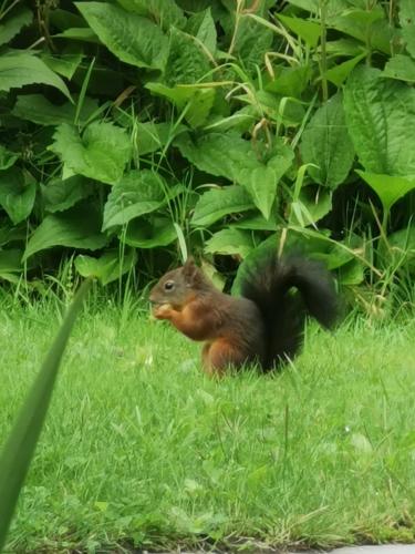 a squirrel standing in the grass with a piece of food in its mouth at ScraB&Ble Ecologische gastenkamers in Bornem