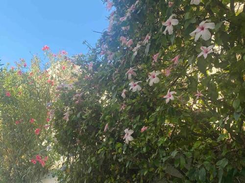 拉馬薩的住宿－Villa de maitre magnifique, spacieuse avec jardin，有一棵树,上面有粉红色和白色的花