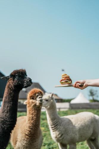 a person feeding three llamas and a plate of food at Mawgies in Saint Ervan