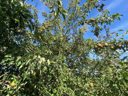 an apple tree with lots of fruit on it at Veldzicht Brunsting in Beilen