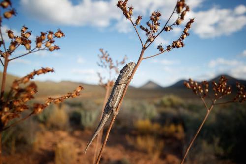 a branch of a plant in the middle of a field at Drie Kuilen Nature Reserve in Touwsrivier