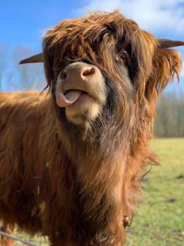 a brown cow with its tongue out in a field at Veldzicht Brunsting in Beilen