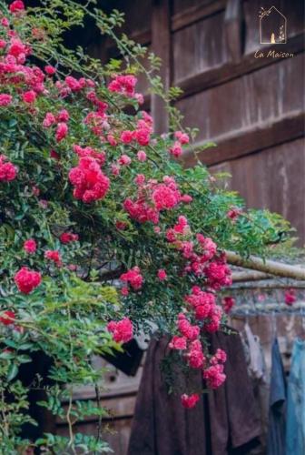 a bunch of pink roses hanging from a building at Sa Moc - La Maison House & Bungalow in Sa Pa