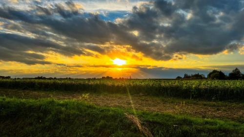 a field with the sun setting over a field of crops at B&B Leonie in Alveringem
